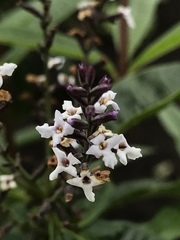 Aloysia citrodora