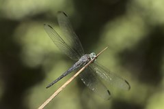 Cannaphila insularis