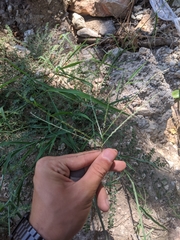 Digitaria bicornis