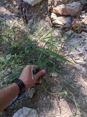 Digitaria bicornis