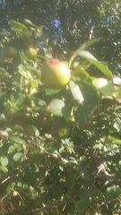 Peraphyllum ramosissimum