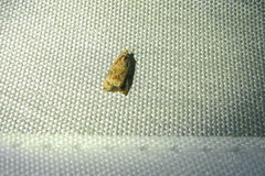 Olethreutes nitidana