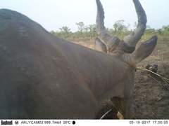 Alcelaphus buselaphus major