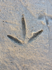 Himantopus mexicanus