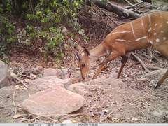 Tragelaphus scriptus