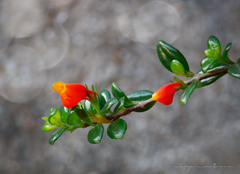 Nematanthus wettsteinii