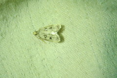 Martyringa latipennis
