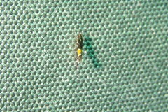 Cosmopterix gemmiferella