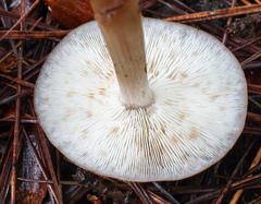 Rhodocollybia butyracea image
