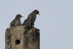 Campylorhynchus nuchalis