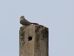 Campylorhynchus nuchalis