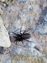 Segestria florentina