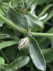 Silene gallica