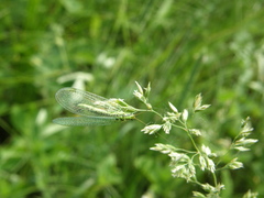 Chrysopa walkeri