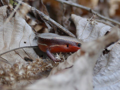 Plestiodon anthracinus anthracinus