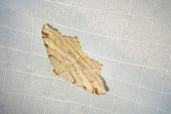Macaria multilineata