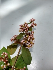 Heteropterys brachiata