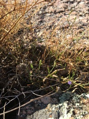 Campanula reverchonii