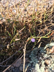 Campanula reverchonii
