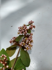 Heteropterys brachiata