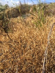Campanula reverchonii