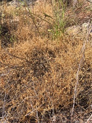 Campanula reverchonii