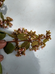 Heteropterys brachiata