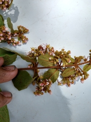 Heteropterys brachiata