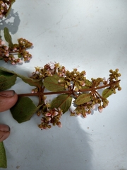 Heteropterys brachiata