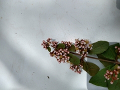 Heteropterys brachiata