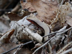 Plestiodon anthracinus anthracinus