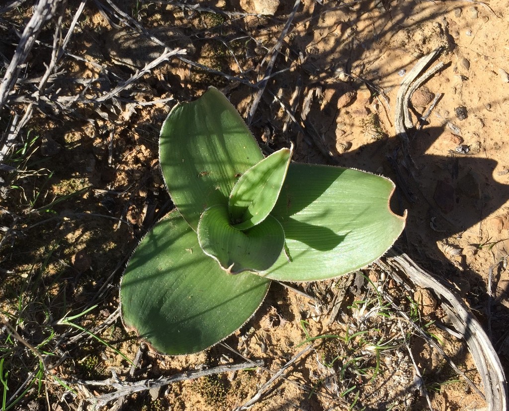 Ornithogalum corticatum