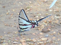 Protographium epidaus tepicus