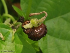 Podontia