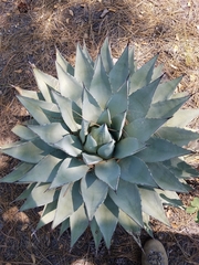 Agave parryi