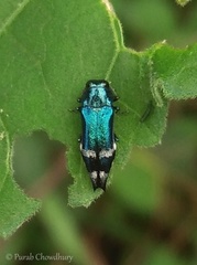 Agrilus acutus