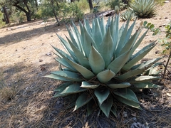 Agave parryi
