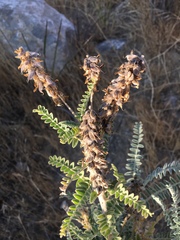 Astragalus brauntonii