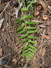 Dryopteris celsa
