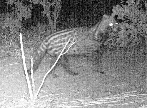African Civet