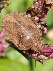 Eurygaster testudinaria