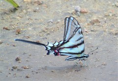 Protographium epidaus tepicus