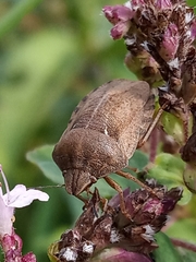Eurygaster testudinaria