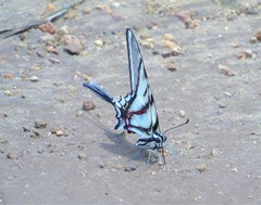 Protographium epidaus tepicus