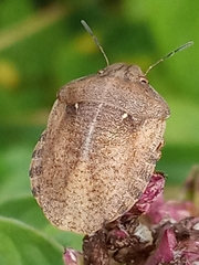 Eurygaster testudinaria