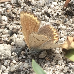 Plebejus anna