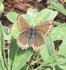 Plebejus anna