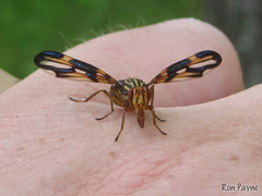 Idana marginata