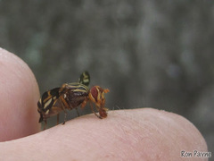 Idana marginata