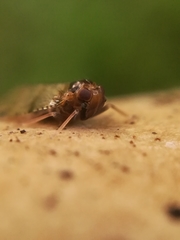 Cixius distinguendus